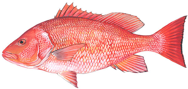 Red Snapper small for web removebg preview