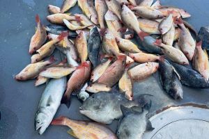 637870614 912495784762283 n